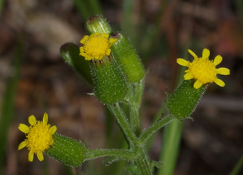 Senecio lividus